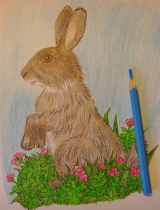 как нарисовать зайца карандашом
