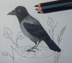 птицы нарисованные карандашом