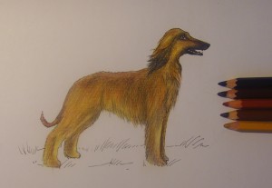 как нарисовать собаку карандашом
