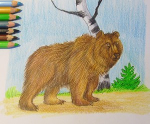 как рисовать медведя