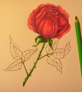 как нарисовать розу поэтапно