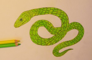 как нарисовать змею карандашом поэтапно