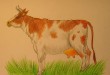 как нарисовать корову