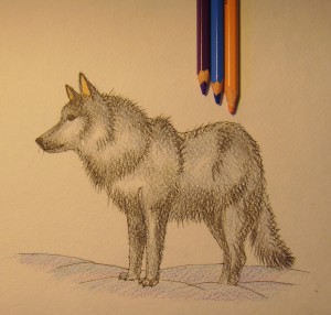 как нарисовать волка поэтапно