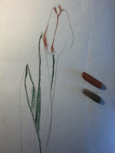 как нарисовать тюльпан