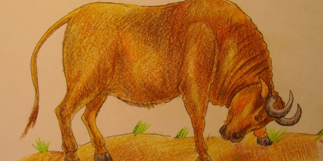 1. Начните рисунок с простых линий туловища коровы