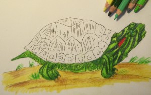 как нарисовать черепаху карандашом
