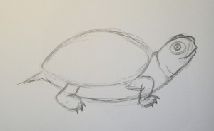 как нарисовать черепаху карандашом