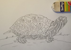 рисунок черепахи