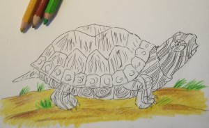 как нарисовать черепаху поэтапно