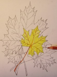 как рисовать кленовый лист
