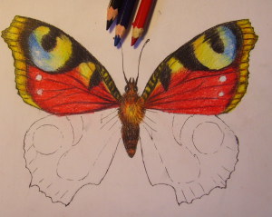 как нарисовать бабочку карандашом