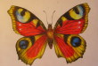 как нарисовать бабочку