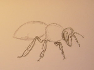 как нарисовать пчелу карандашом поэтапно