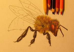как нарисовать пчелу карандашом поэтапно