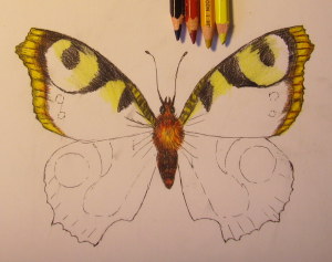нарисовать бабочку поэтапно карандашом