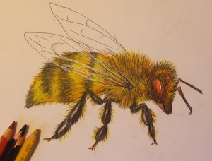 нарисовать пчелу поэтапно