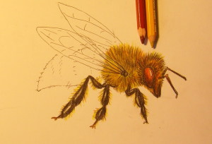 нарисовать пчелу ребенку