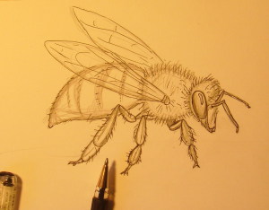 рисунок пчелы