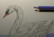 как нарисовать лебедя