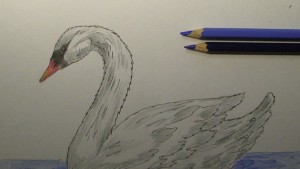 рисунок лебедя