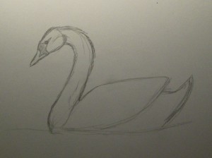 как нарисовать лебедя карандашом поэтапно