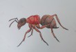 как нарисовать муравья