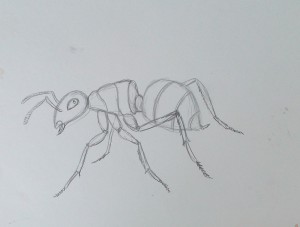 как нарисовать муравья карандашом поэтапно