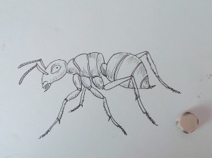 как нарисовать муравья