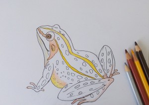 как нарисовать лягушку ребенку